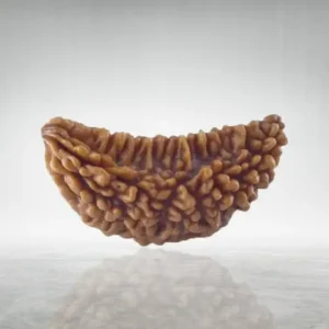 1 Mukhi Rudraksha