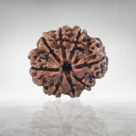 8 Mukhi Rudraksha