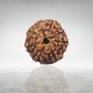 8 Mukhi Rudraksha