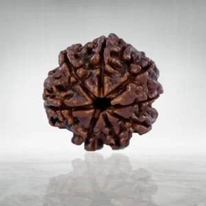 8 Mukhi Rudraksha