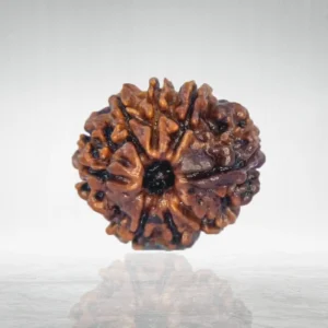 8 Mukhi Rudraksha