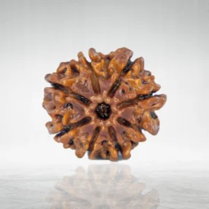 8 Mukhi Rudraksha