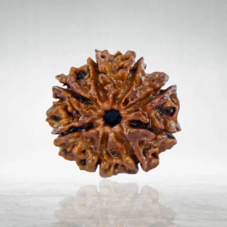 8 Mukhi Rudraksha
