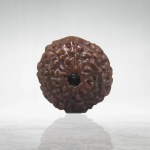 8 Mukhi Rudraksha