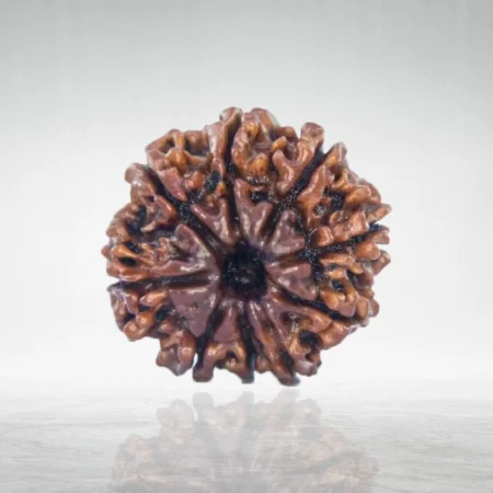 9 Mukhi Rudraksha
