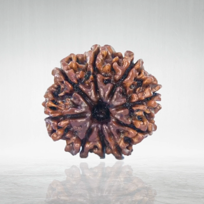 9 Mukhi Rudraksha
