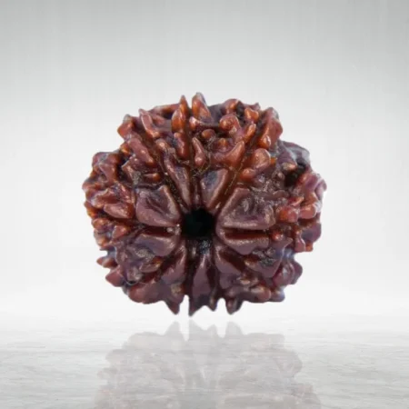 9 Mukhi Rudraksha