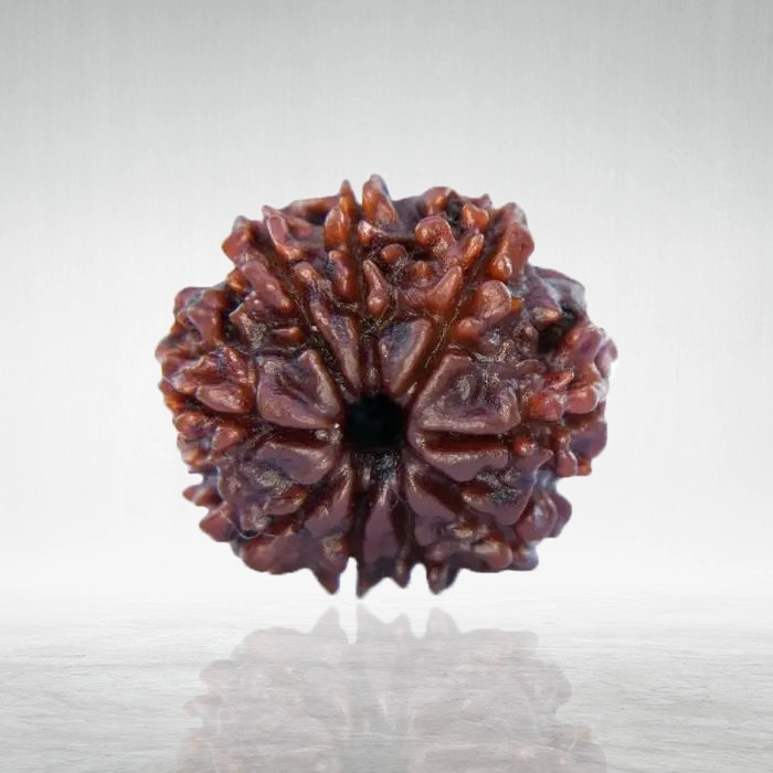 9 Mukhi Rudraksha