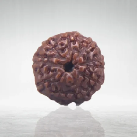 9 Mukhi Rudraksha