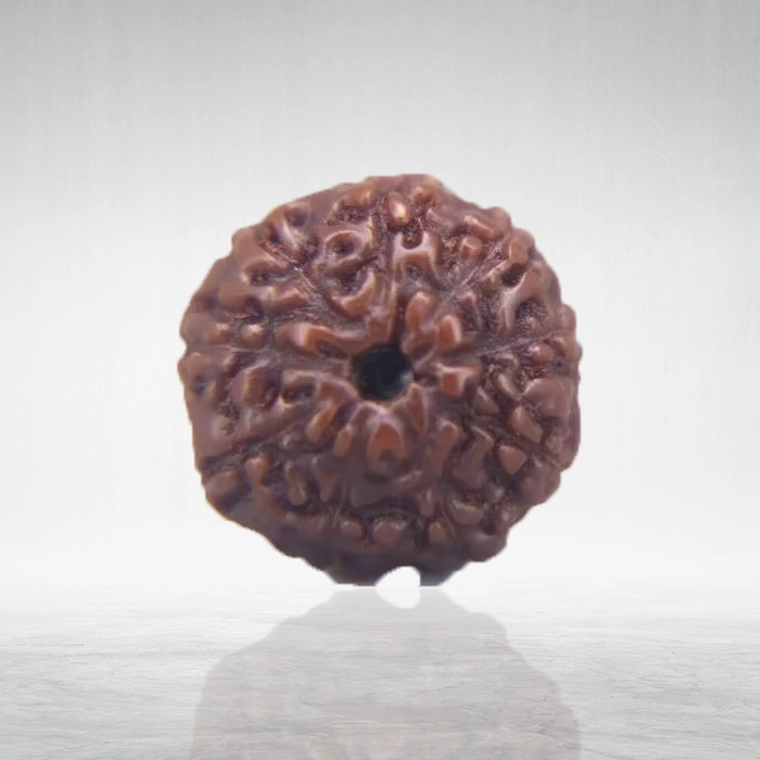 9 Mukhi Rudraksha