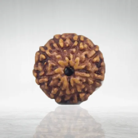 9 Mukhi Rudraksha
