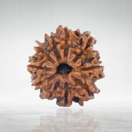 9 Mukhi Rudraksha