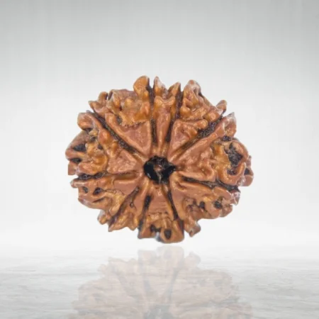 9 Mukhi Rudraksha