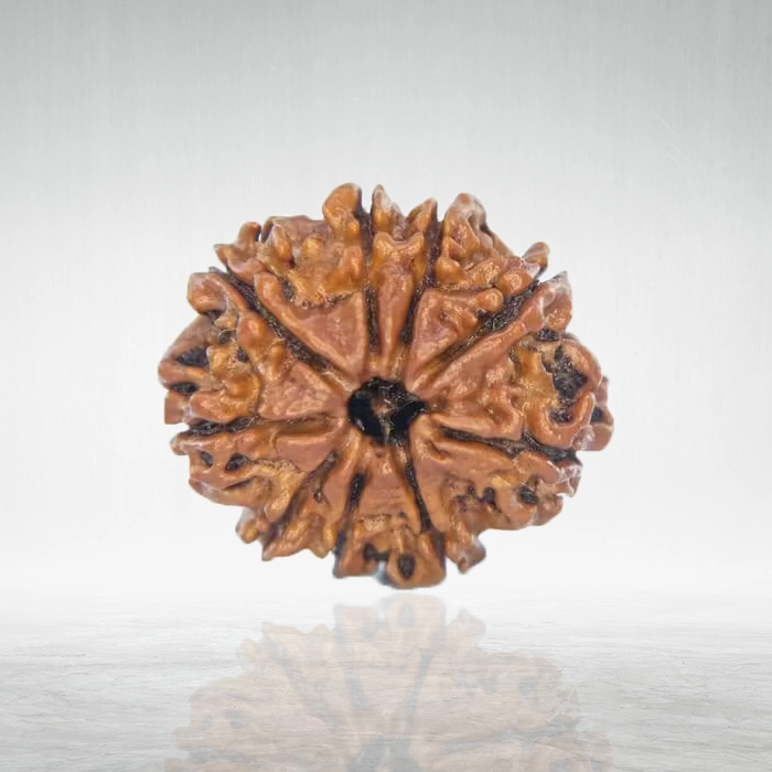 9 Mukhi Rudraksha