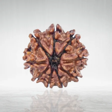 9 Mukhi Rudraksha
