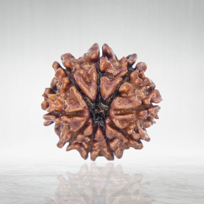 9 Mukhi Rudraksha