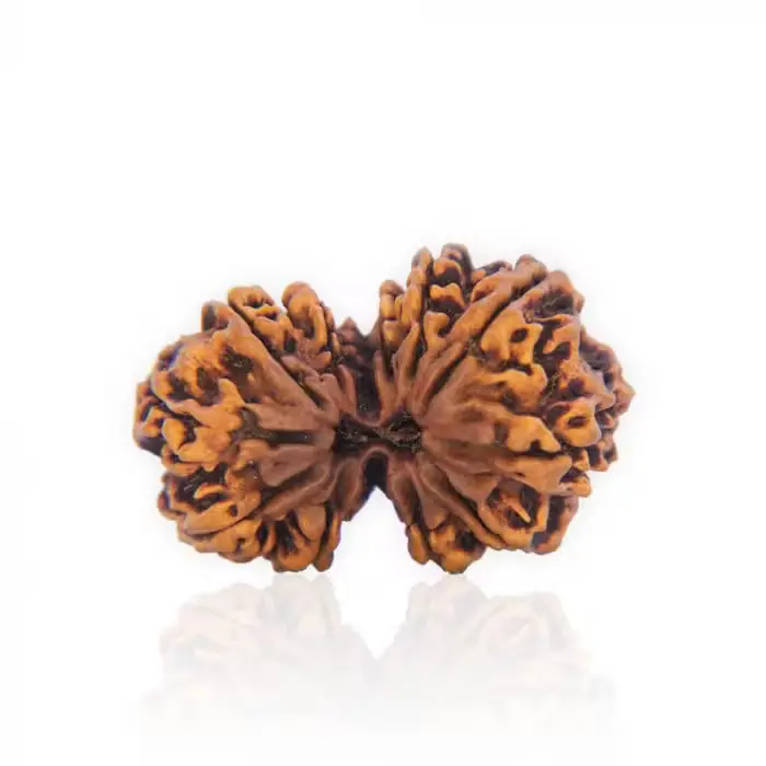 Gauri Shankar Rudraksha