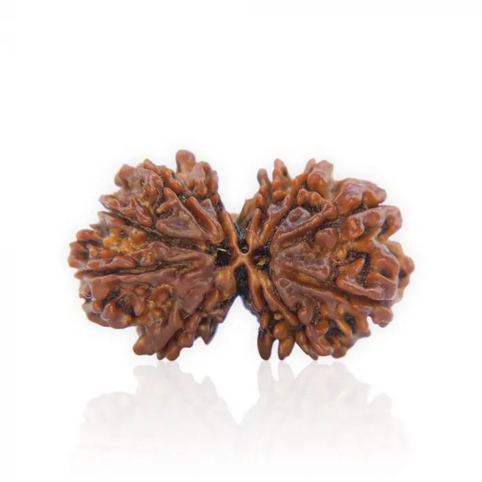 Gauri Shankar Rudraksha