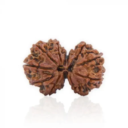 Gauri Shankar Rudraksha