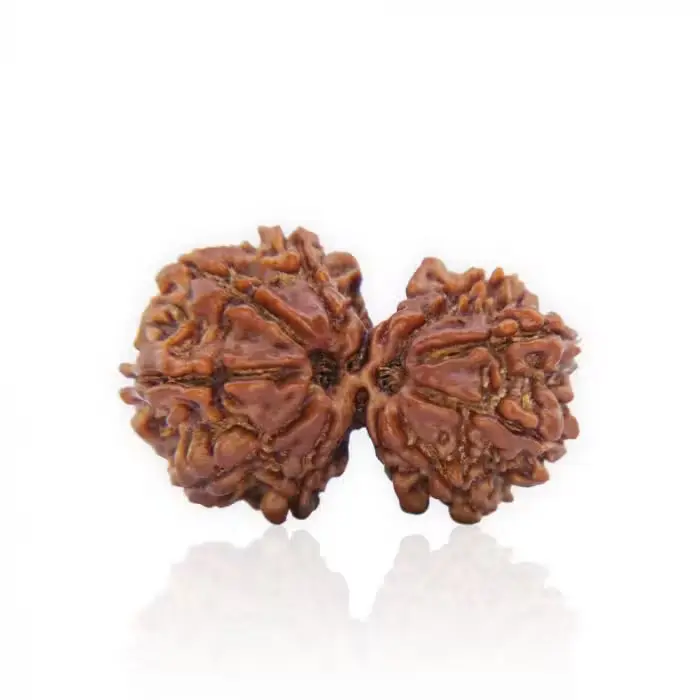 Gauri Shankar Rudraksha