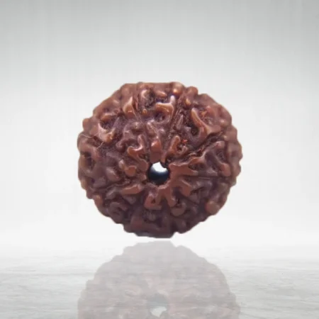 10 Mukhi Rudraksha