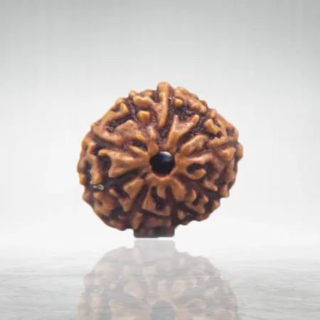 10 Mukhi Rudraksha