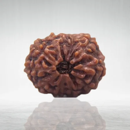 11 Mukhi Rudraksha