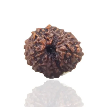 13 Mukhi Rudraksha