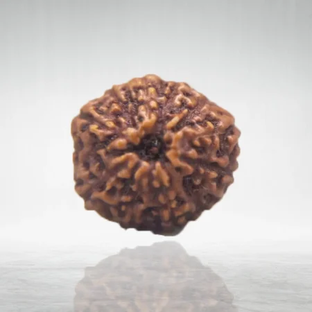 11 Mukhi Rudraksha