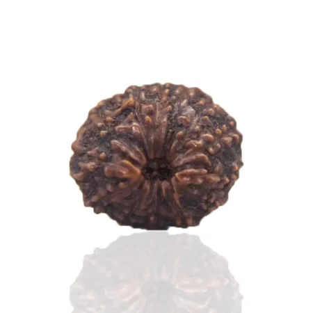 13 Mukhi Rudraksha