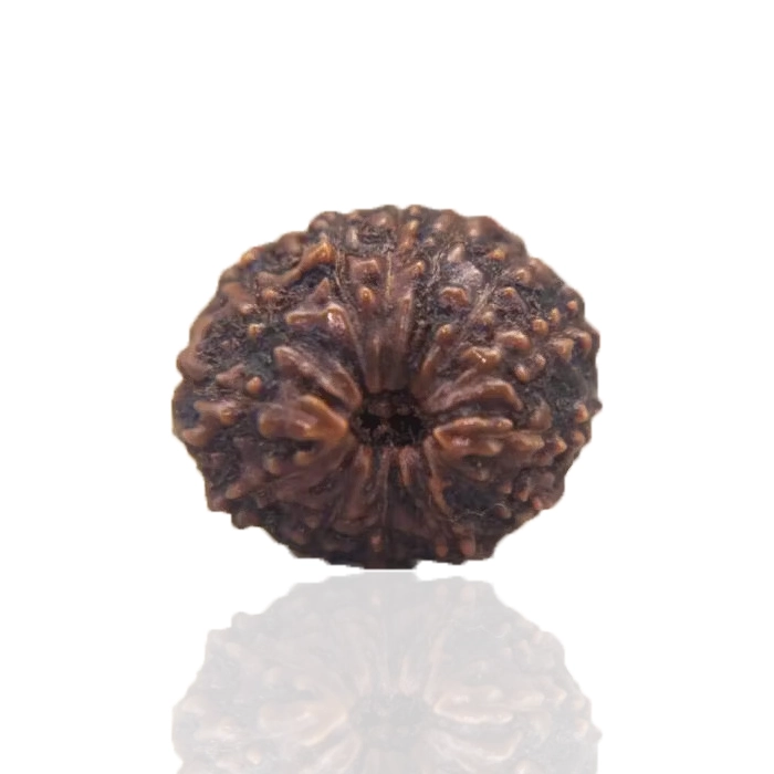 13 Mukhi Rudraksha