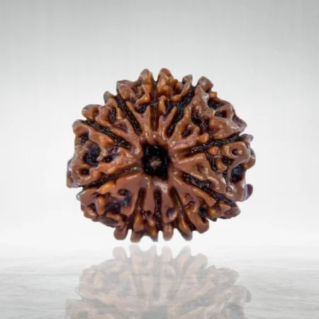 10 Mukhi Rudraksha