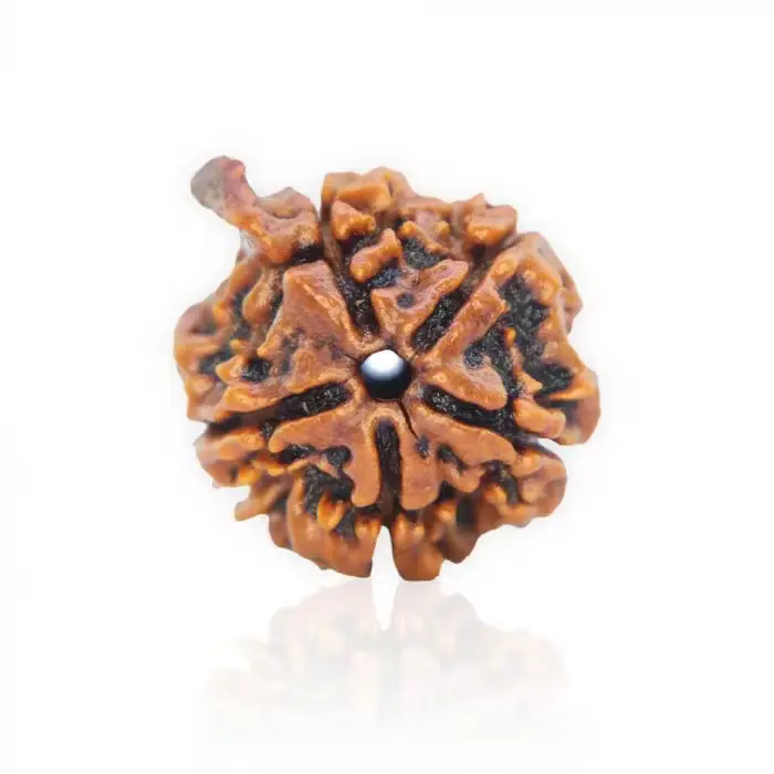 Ganesha Rudraksha