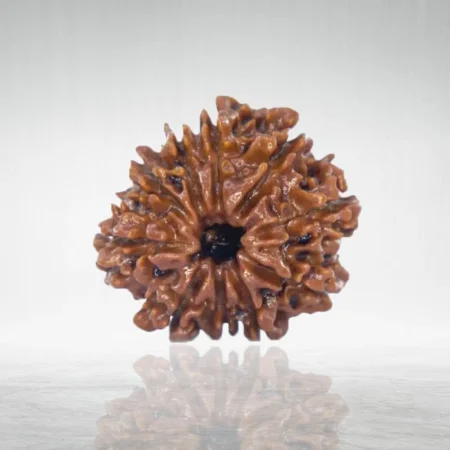 10 Mukhi Rudraksha