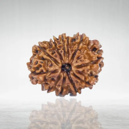 10 Mukhi Rudraksha