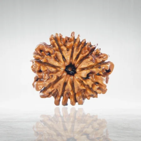 10 Mukhi Rudraksha