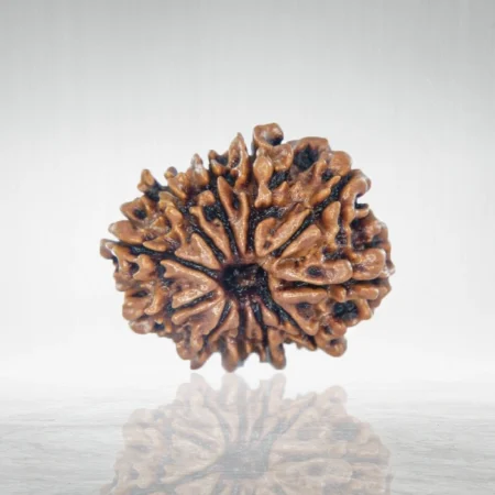 11 Mukhi Rudraksha