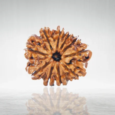 10 Mukhi Rudraksha