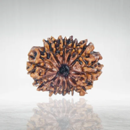 11 Mukhi Rudraksha