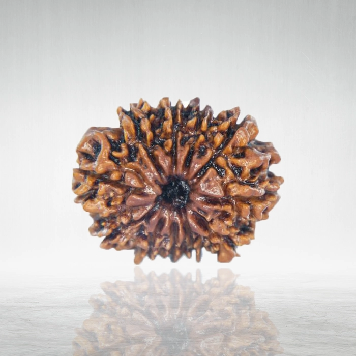 11 Mukhi Rudraksha