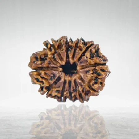 11 Mukhi Rudraksha