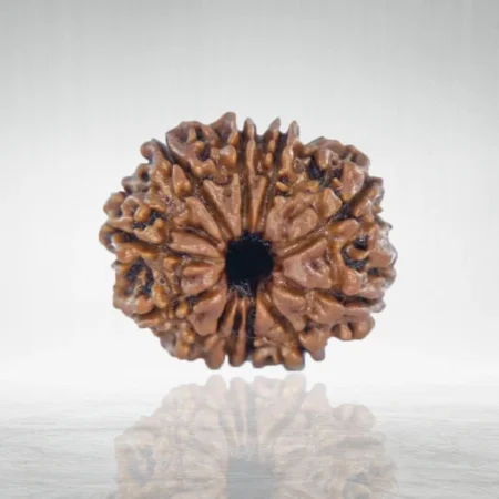 11 Mukhi Rudraksha