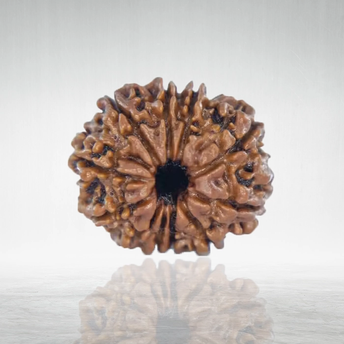11 Mukhi Rudraksha