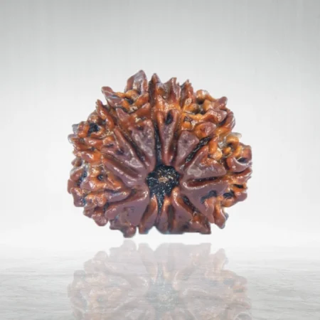 11 Mukhi Rudraksha
