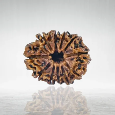 11 Mukhi Rudraksha