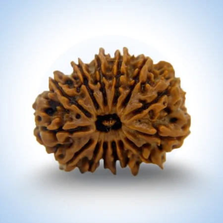 14 Mukhi Rudraksha