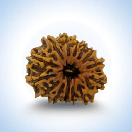 14 Mukhi Rudraksha