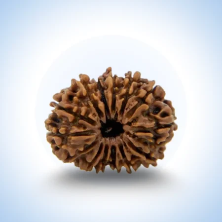 14 Mukhi Rudraksha