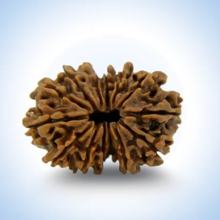 14 Mukhi Rudraksha