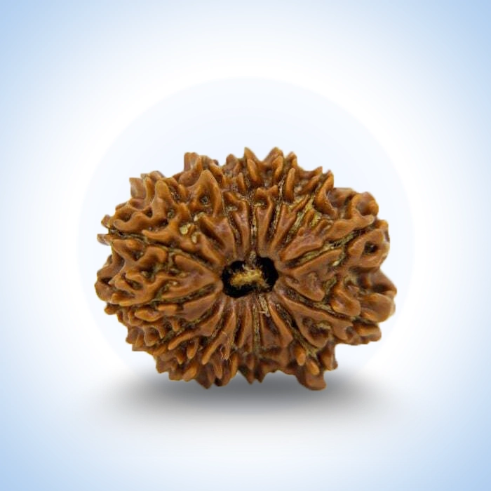 14 Mukhi Rudraksha